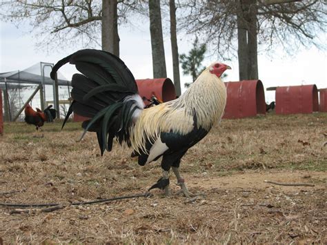 black hatch gamefowl farm.